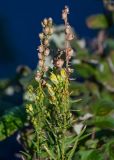 Linaria vulgaris. Верхушки побегов с соцветием и соплодиями. Сахалин, Корсаковский гор. округ, Бирюзовые озёра, каменистый склон. 25.08.2022.