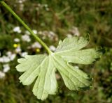 Ranunculus propinquus