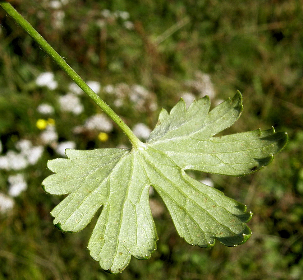 Image of Ranunculus propinquus specimen.