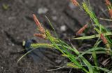 genus Carex