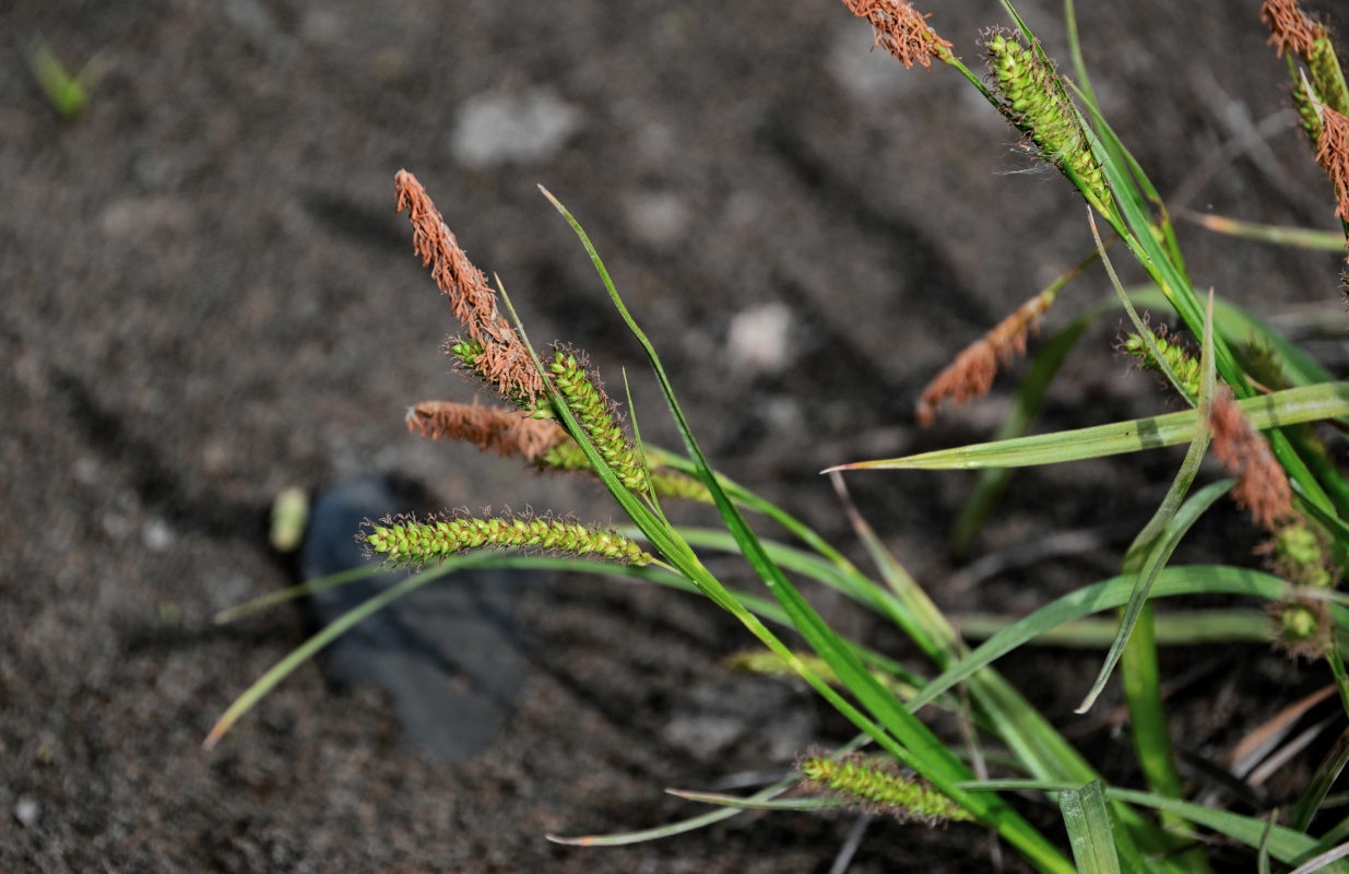 Изображение особи род Carex.