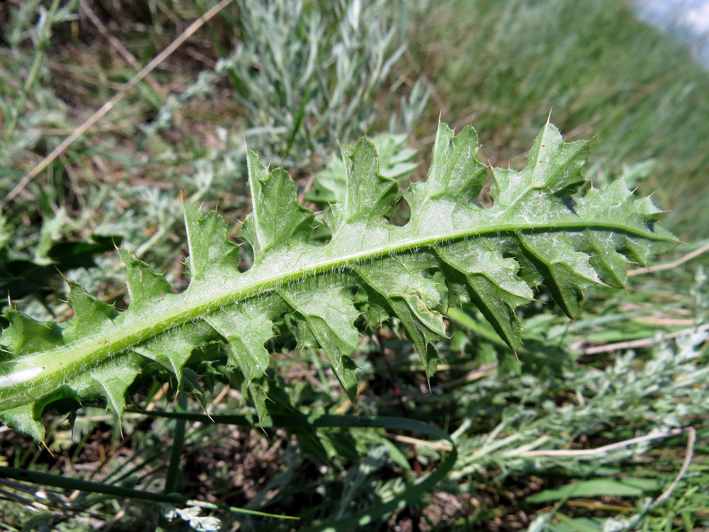 Image of Carduus &times; semiperegrinus specimen.