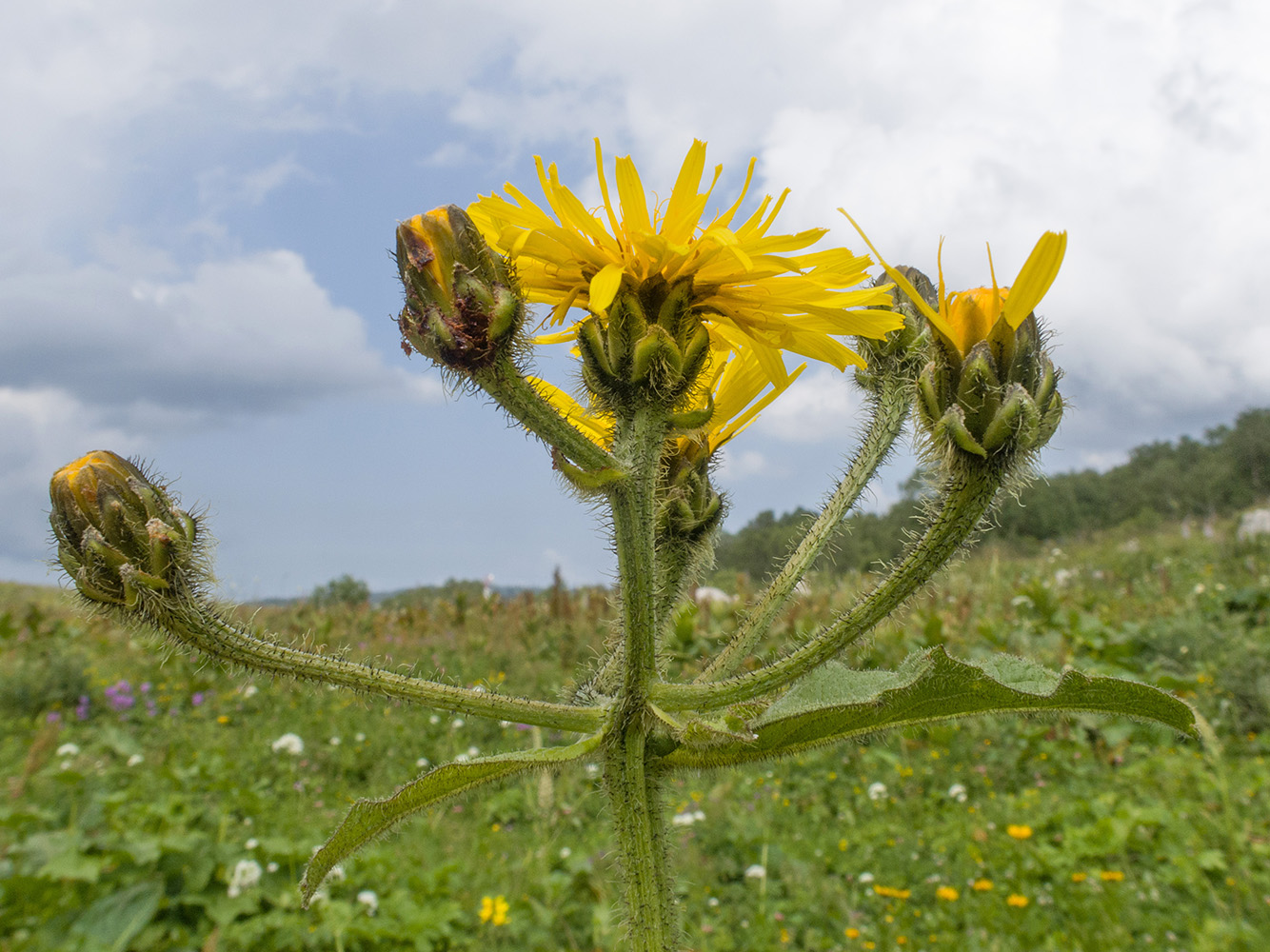 Image of Crepis sibirica specimen.