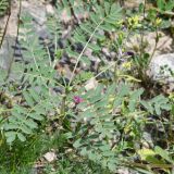 Astragalus psiloglottis. Верхушка побега с цветущим, отцветшим и развивающимися соцветиями. Казахстан, Алматинская обл., Чу-Илийские горы, ур. Тамгалы, каменистый склон. 3 мая 2024 г.