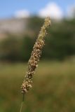 Alopecurus arundinaceus