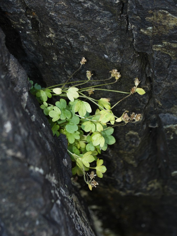 Изображение особи Saxifraga rivularis.