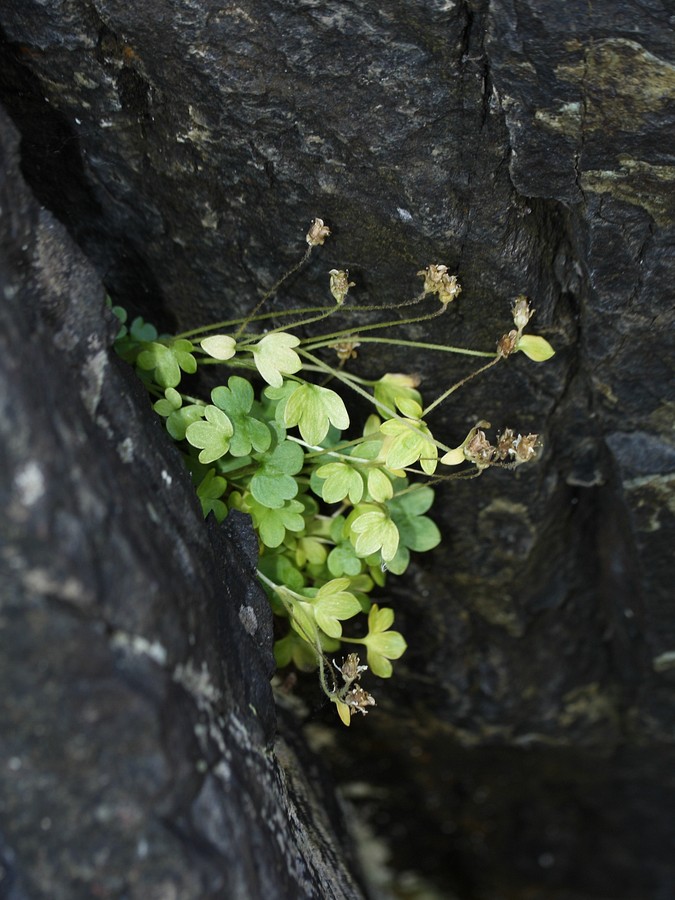 Изображение особи Saxifraga rivularis.