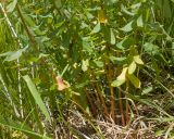 Euphorbia condylocarpa