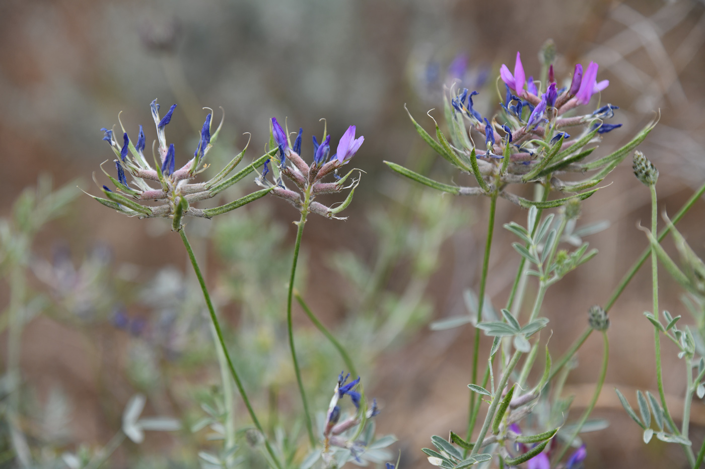 Image of Astragalus arbuscula specimen.