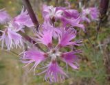 Dianthus superbus