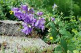 Campanula trachelium. Верхушка цветущего растения. Черногория, окр. г. Даниловград, каменистый склон. 06.07.2011.