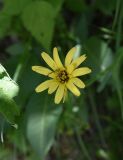 Tragopogon reticulatus