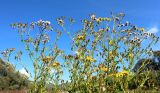 Senecio grandidentatus