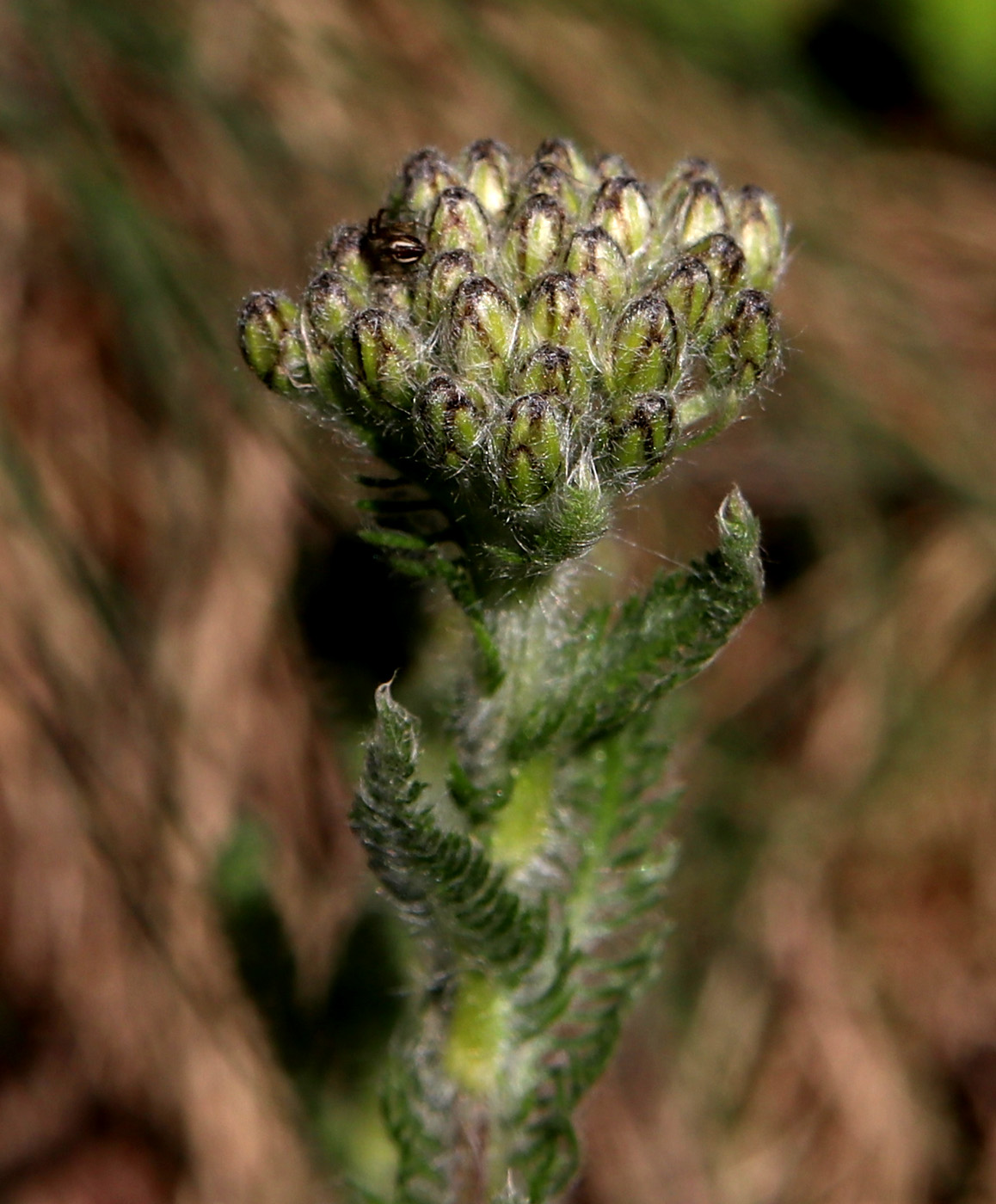 Image of Achillea tomentosa specimen.