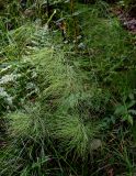 Equisetum sylvaticum