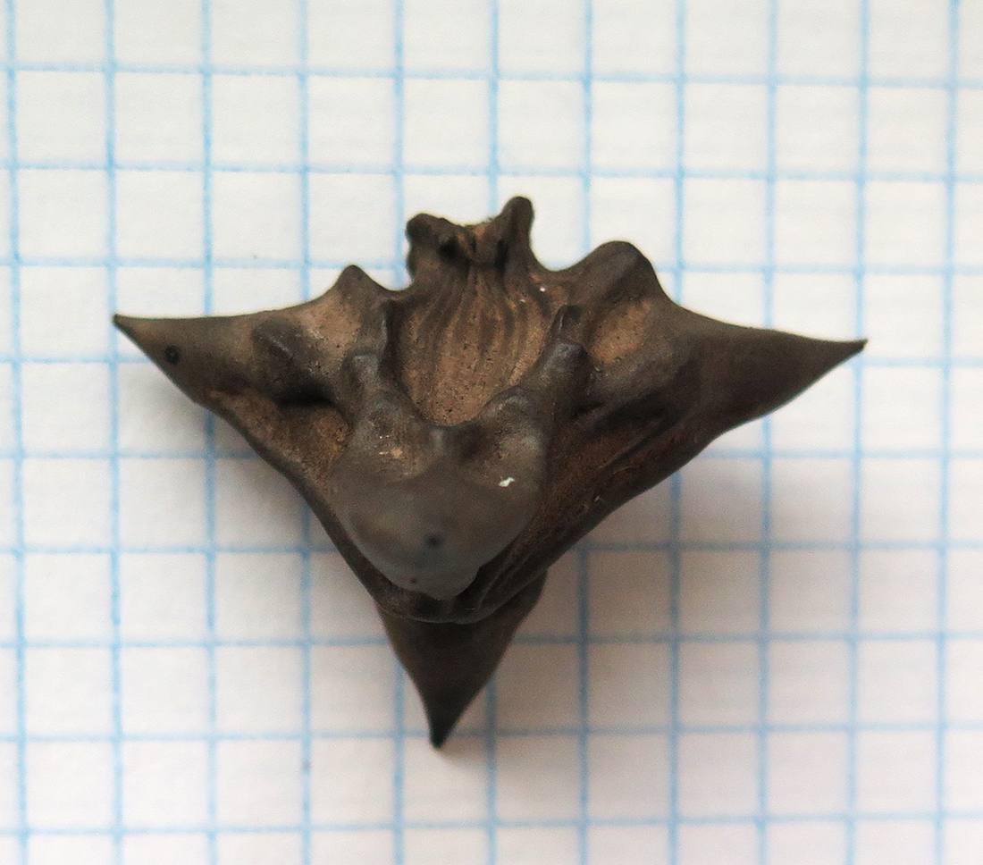 Image of Trapa sibirica specimen.