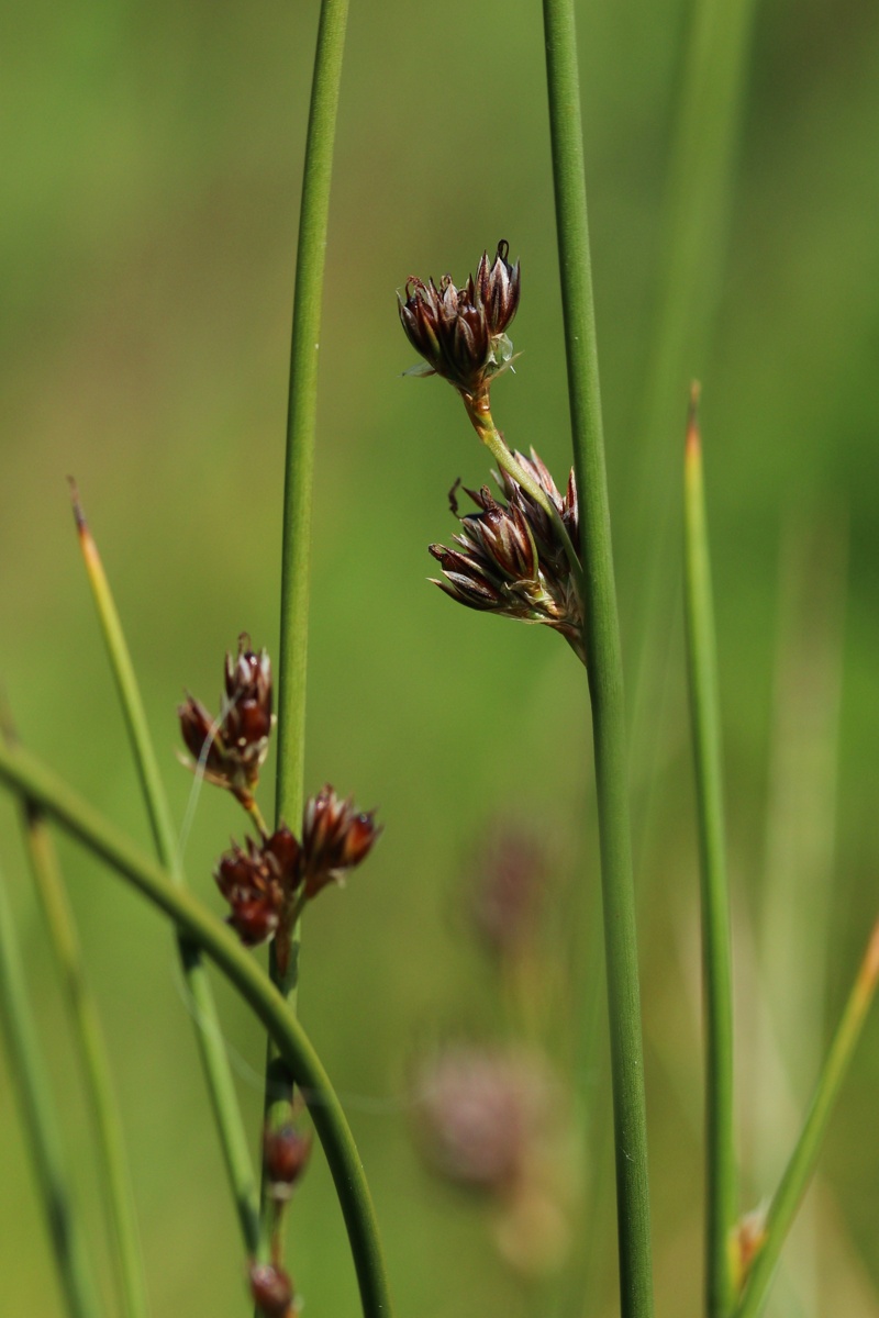 Image of Juncus × inundatus specimen.