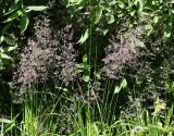 genus Calamagrostis