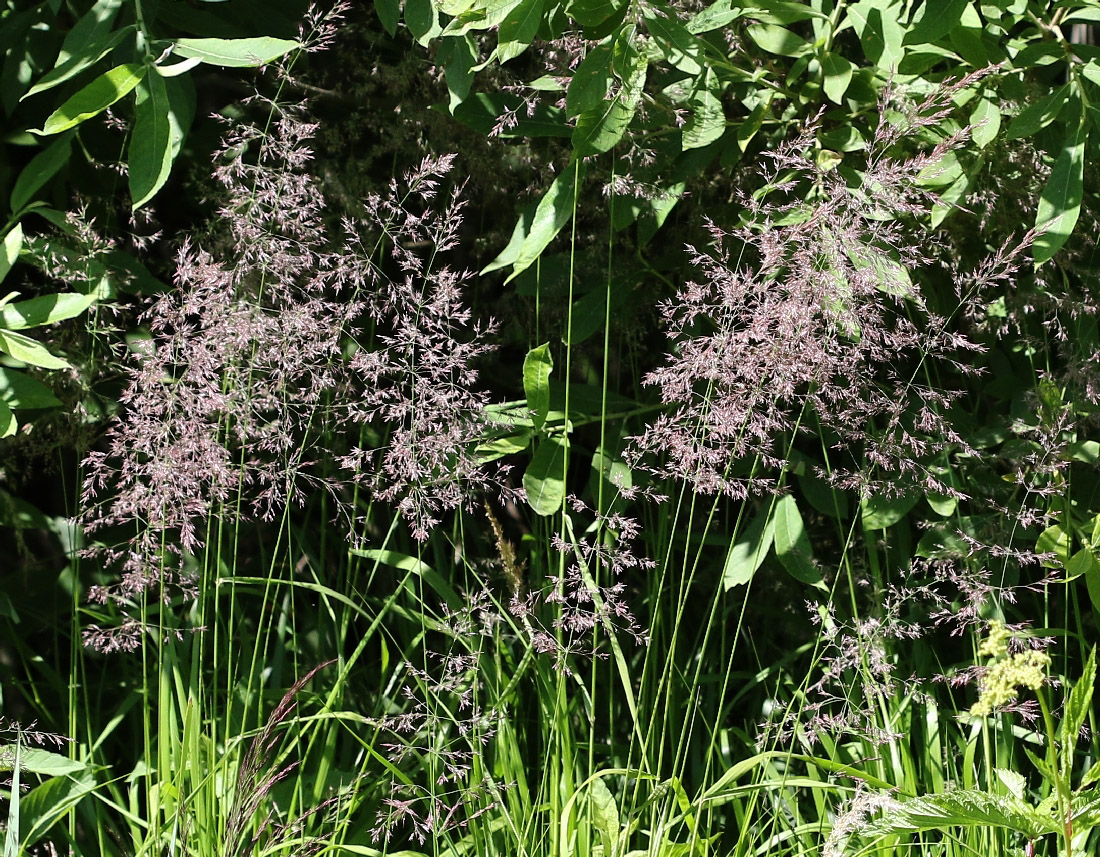 Изображение особи род Calamagrostis.
