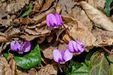 Cyclamen coum