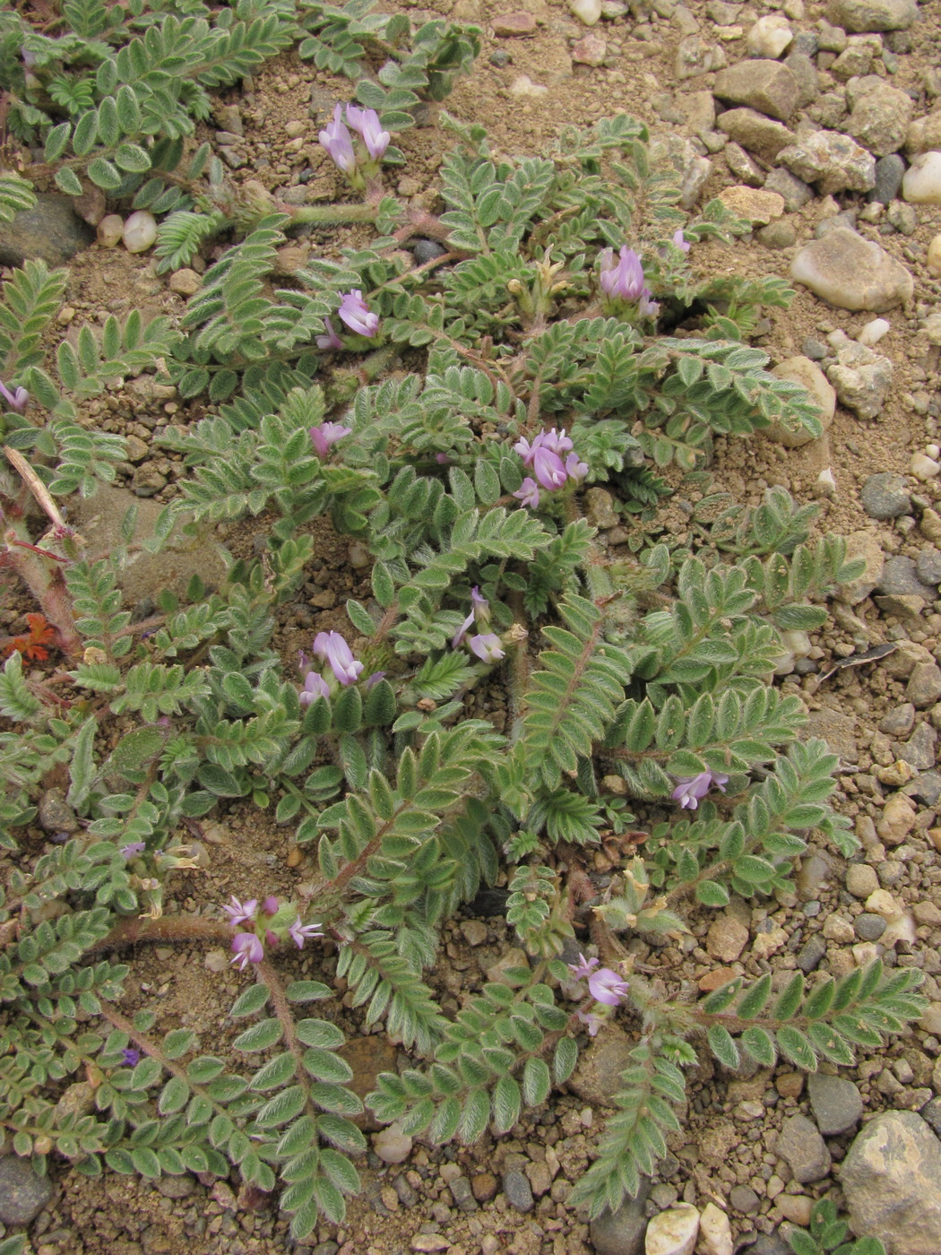 Изображение особи Astragalus sinaicus.