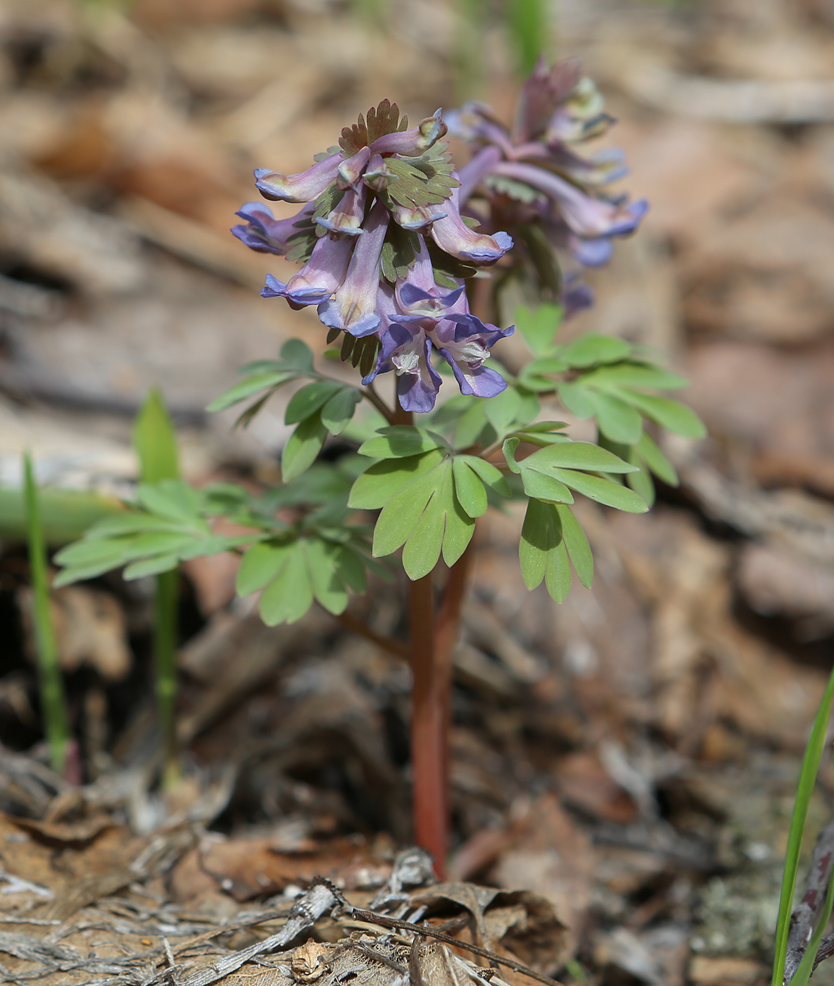 Изображение особи Corydalis solida.