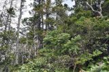 Abies nephrolepis