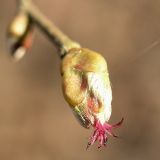 Corylus avellana