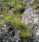 Sesleria heufleriana