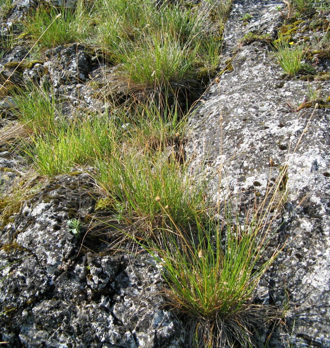 Image of Sesleria heufleriana specimen.