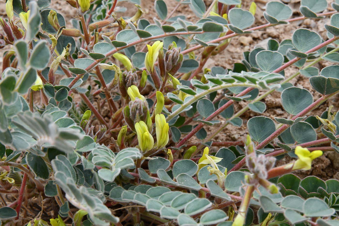 Изображение особи род Astragalus.