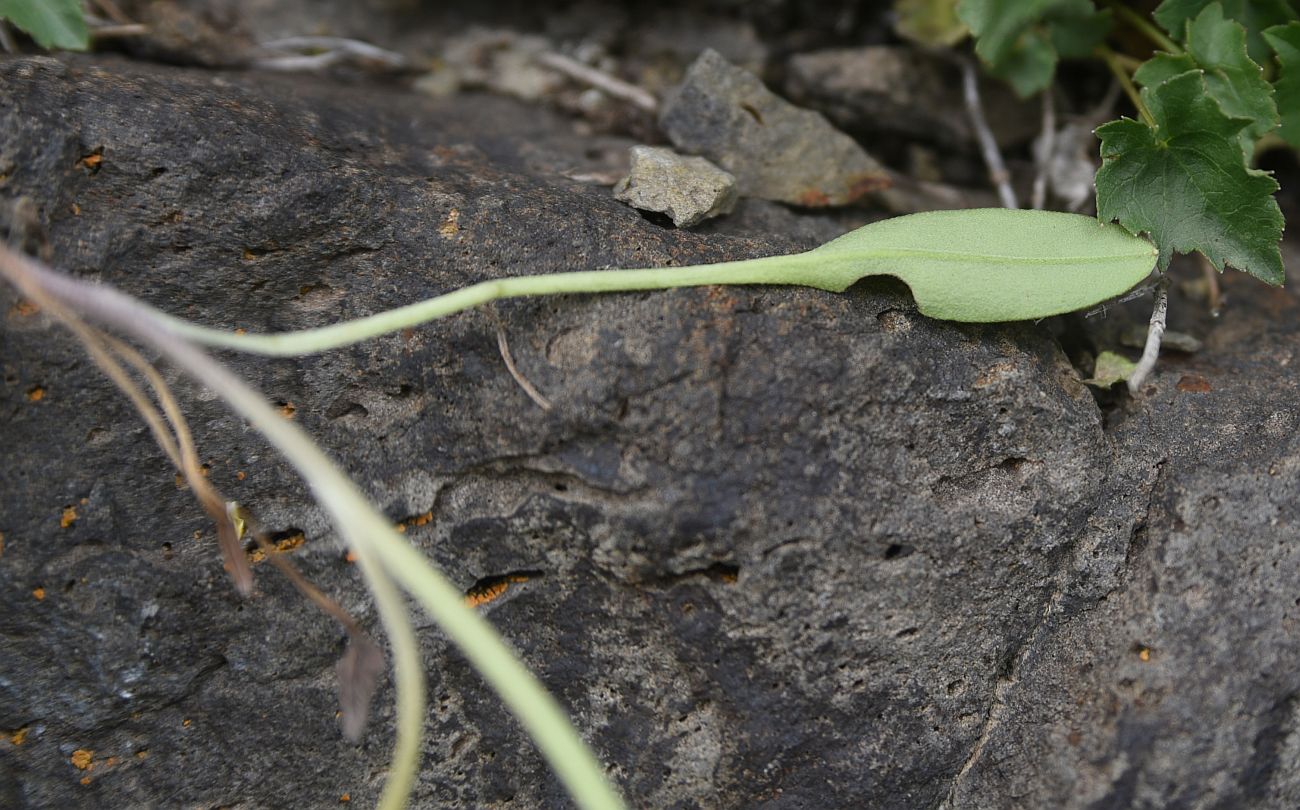 Image of genus Myosotis specimen.