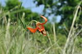 Lilium pumilum. Верхушка расцветающего растения. Приморский край, Уссурийский гор. округ, окр. с. Монакино, луг на небольшой сопке. 31.05.2025.