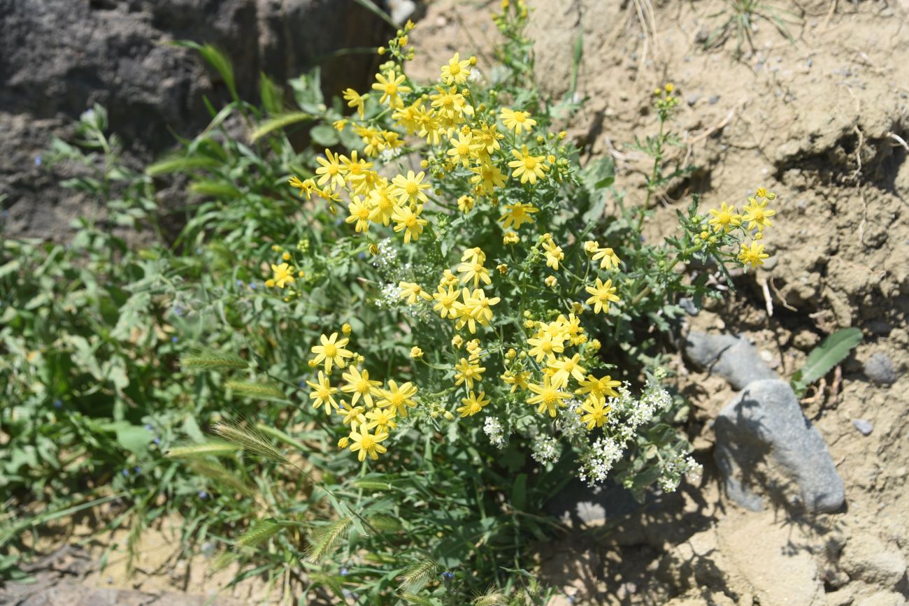 Image of Senecio vernalis specimen.