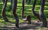 Pinus sylvestris. Искривлённые нижние части стволов взрослых деревьев. Калининградская обл., Зеленоградский р-н, Куршская коса, Танцующий лес, сосняк. 30.06.2025.