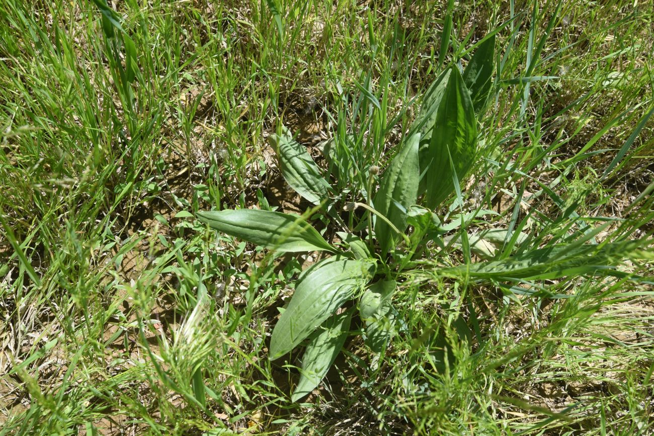 Изображение особи род Plantago.