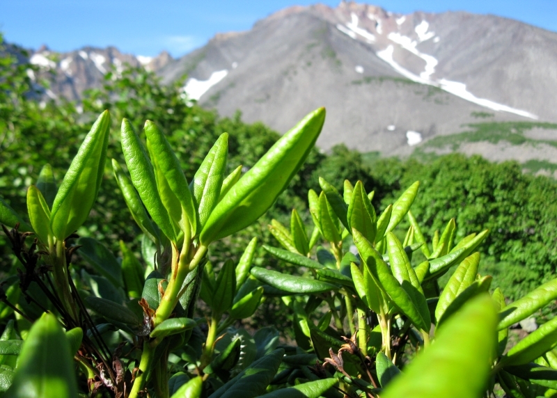 Изображение особи Rhododendron aureum.