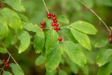Image of taxon representative. Author is Илья Михеев