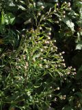 Erigeron acris. Цветущее растение. Хабаровский край, окр. г. Комсомольск-на-Амуре, обочина грунтовой дороги. 12.08.2025.