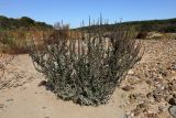 Ambrosia artemisiifolia. Плодоносящее растение. Приморский край, Уссурийский ГО, окр. ж.-д. пл. 9194 км, дол. р. Раздольная на левом берегу, пойма, песчано-галечниковые отложения. 22.09.2025.