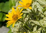 Heliopsis helianthoides. Соцветия с сидящим насекомым. Пермь, Ленинский р-н, набережная Камы, в озеленении. 1 сентября 2024 г.
