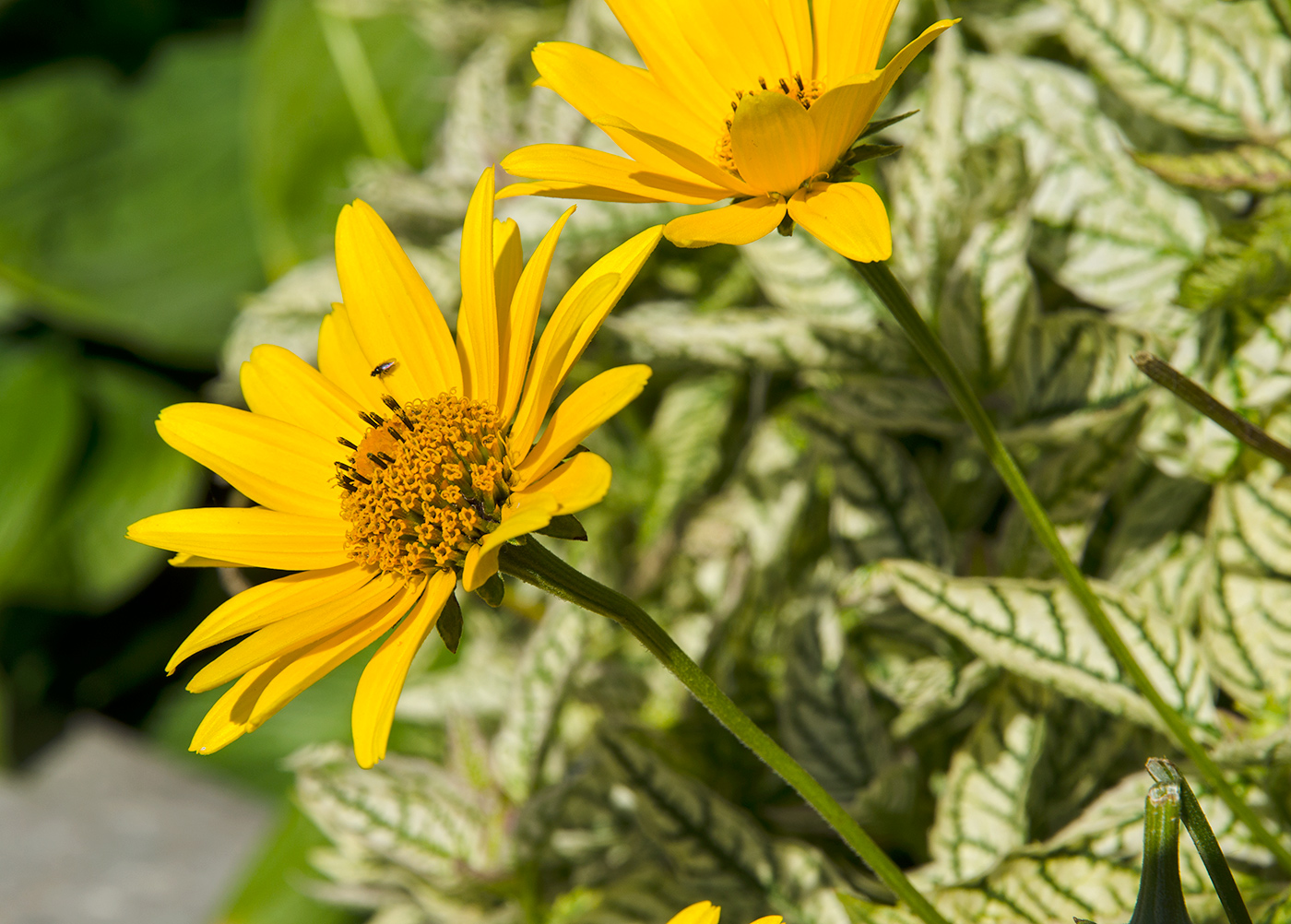 Изображение особи Heliopsis helianthoides.