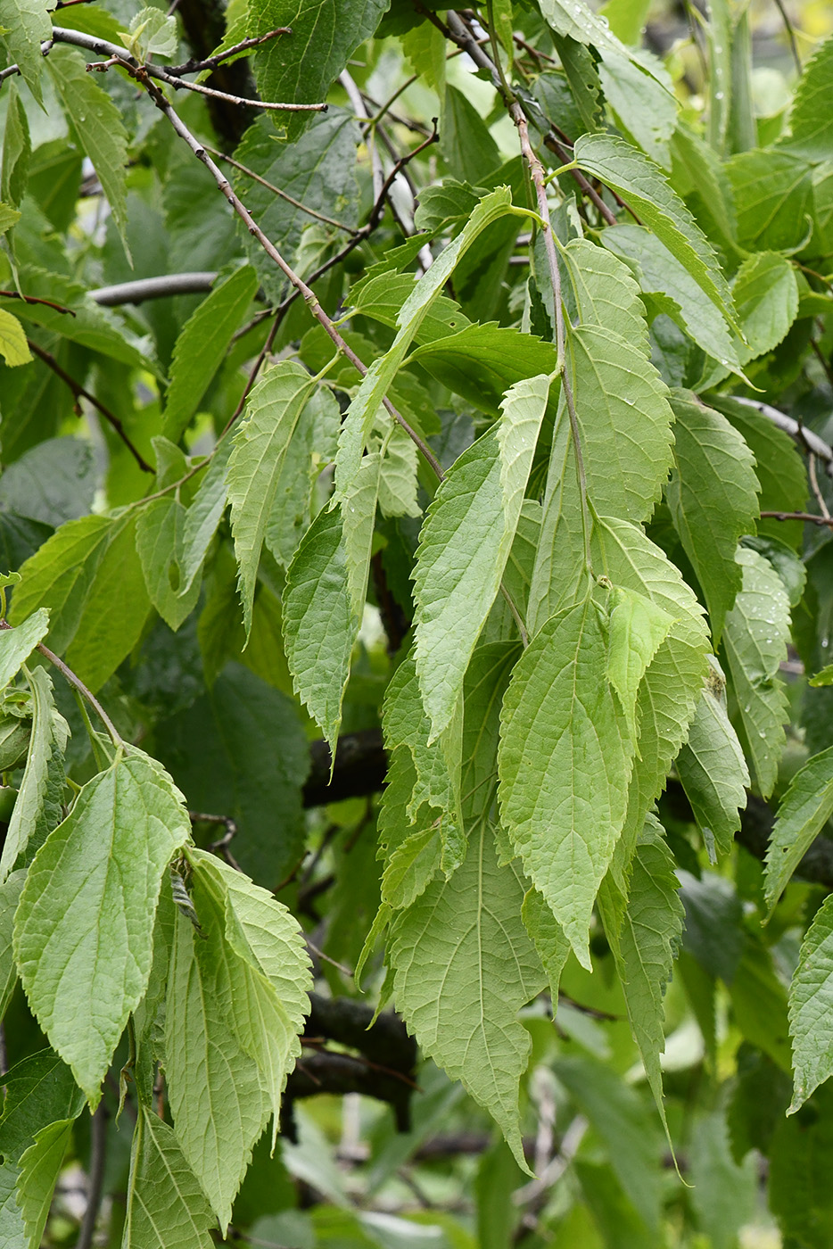Изображение особи Celtis caucasica.