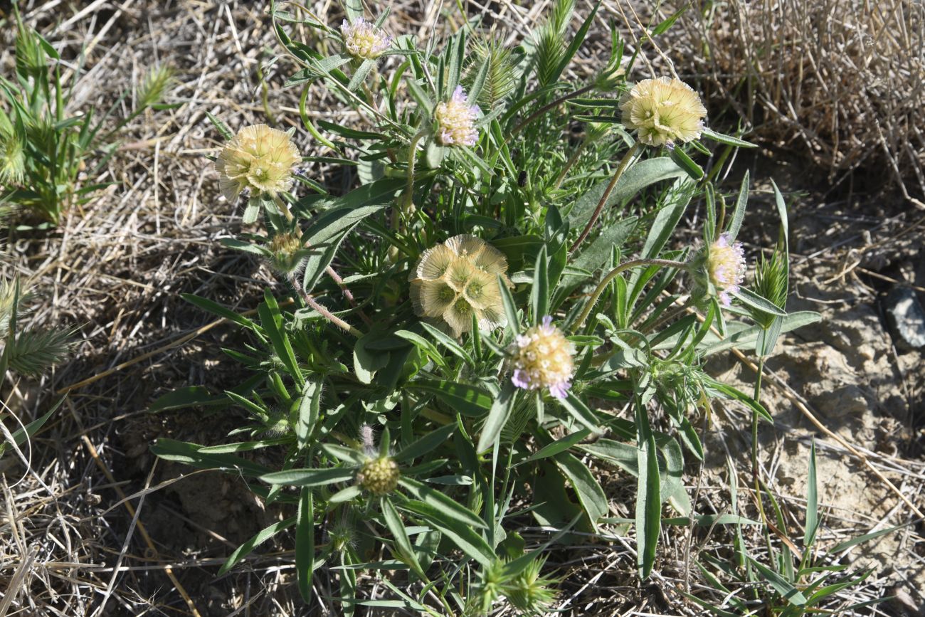 Изображение особи семейство Dipsacaceae.