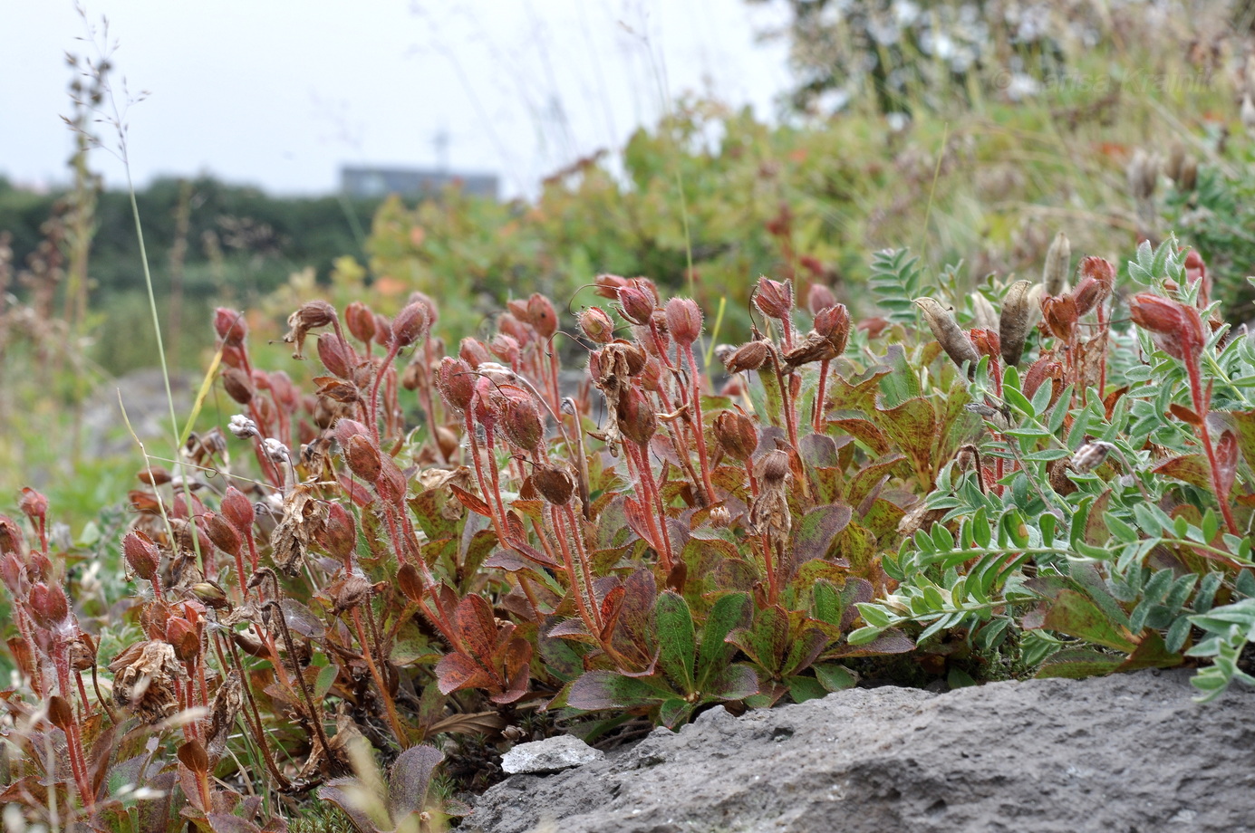 Изображение особи Rhododendron camtschaticum.