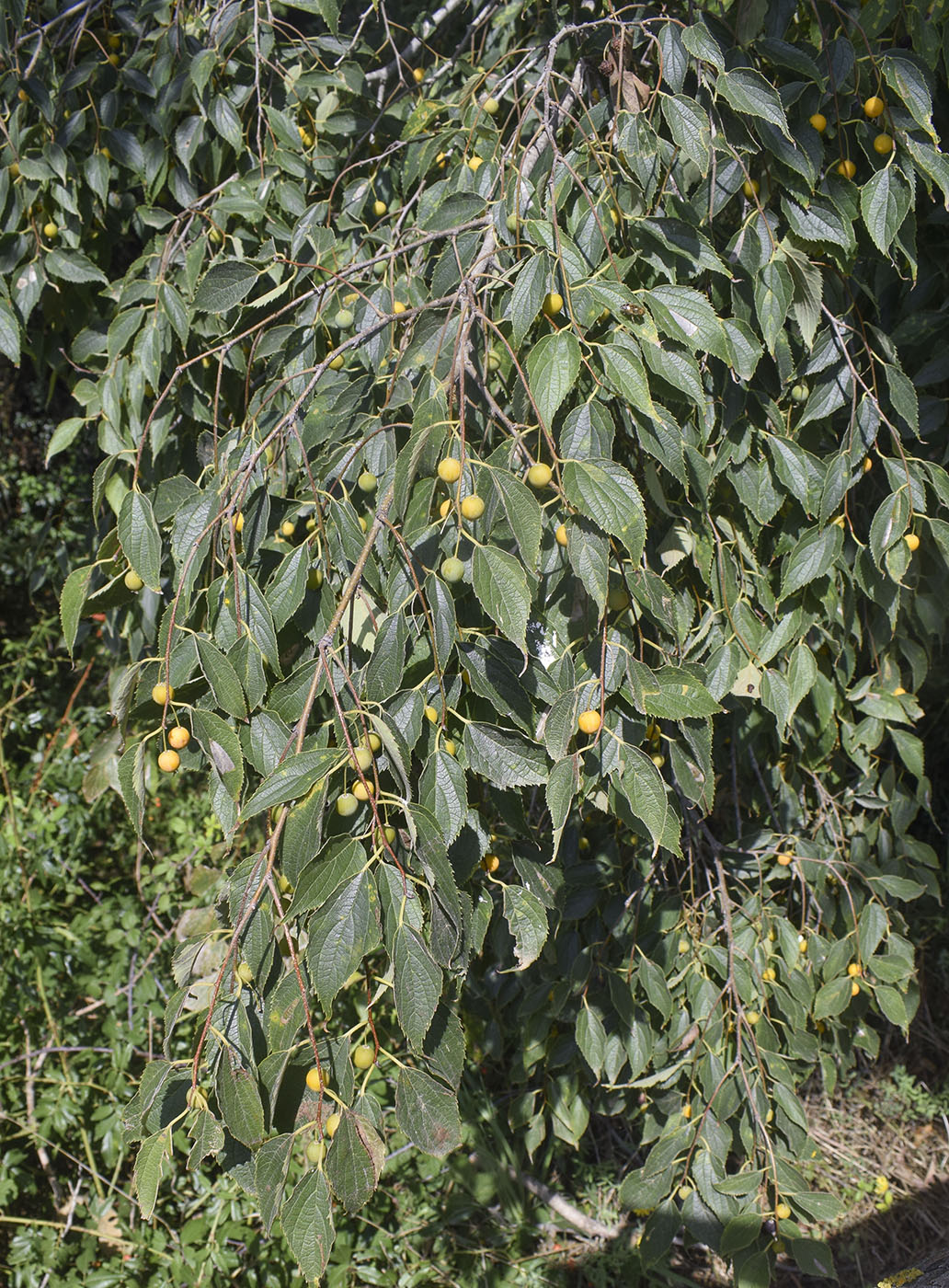 Изображение особи Celtis australis.