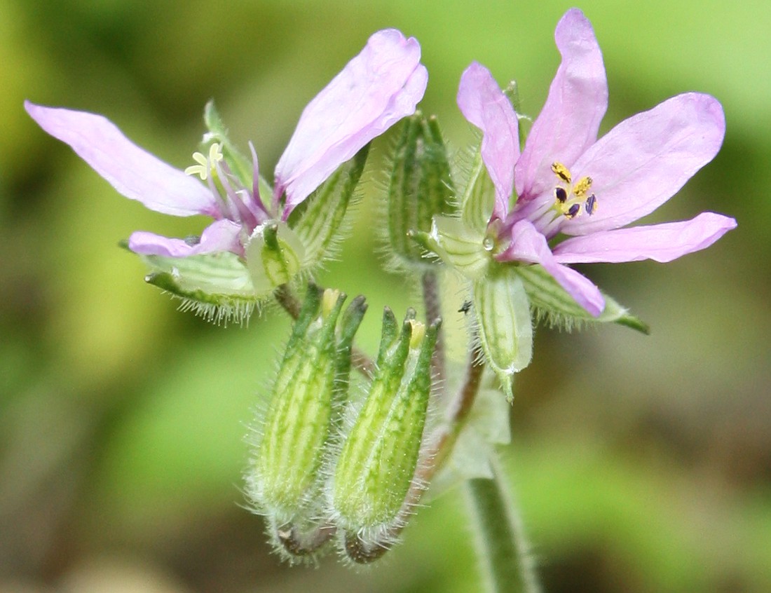 Image of Erodium moschatum specimen.