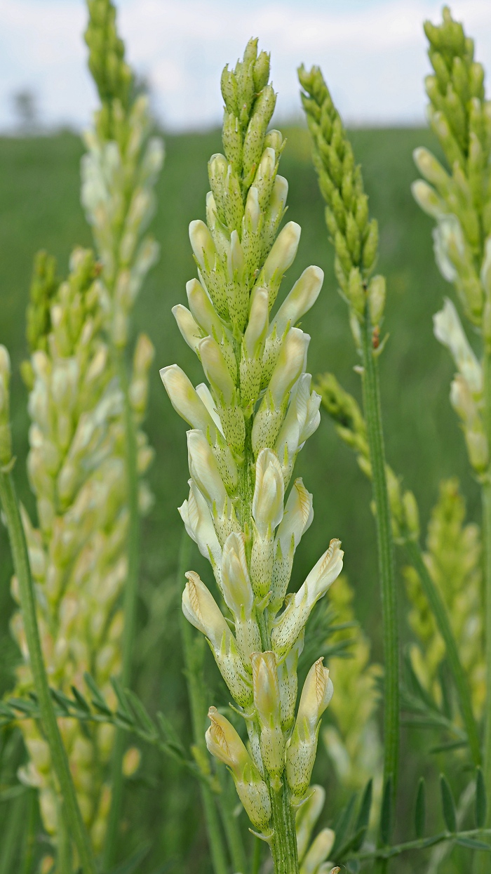 Image of Astragalus asper specimen.