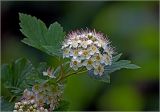Physocarpus opulifolius. Верхушка побега с соцветием и листьями. Московская обл., Раменский р-н, окр. дер. Хрипань, садовый участок. 08.06.2025.