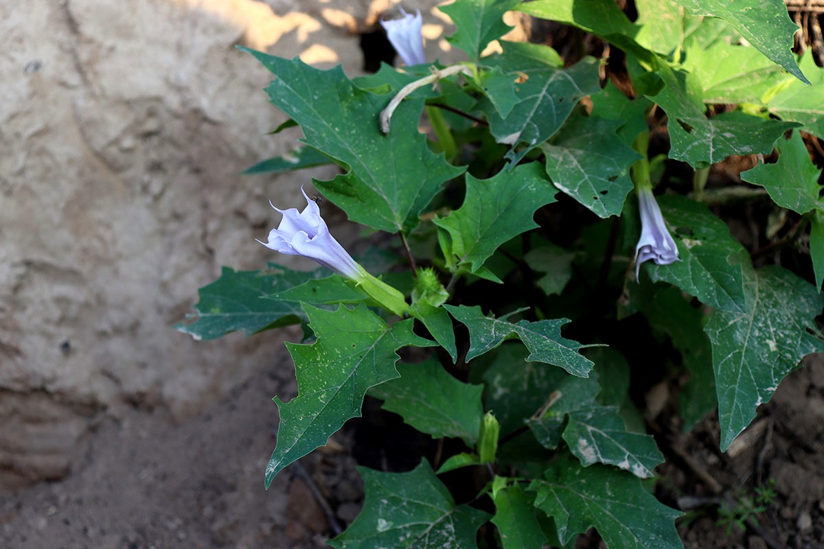 Изображение особи Datura stramonium var. tatula.